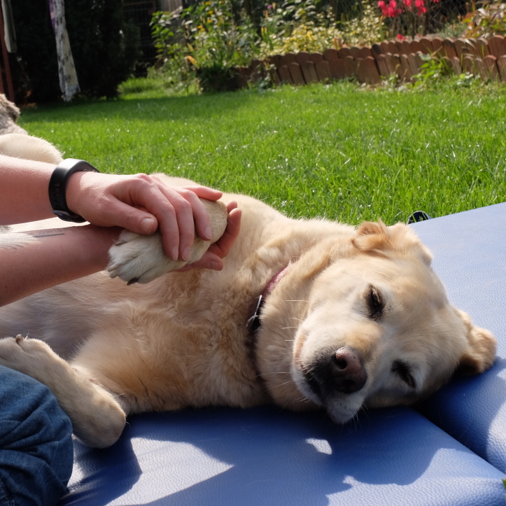 blond mix dog during gasa massage
