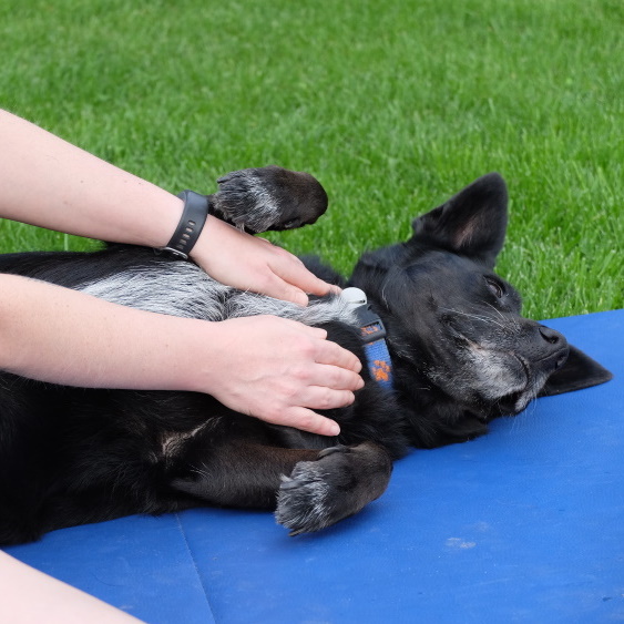 black mix dog during gasa massage