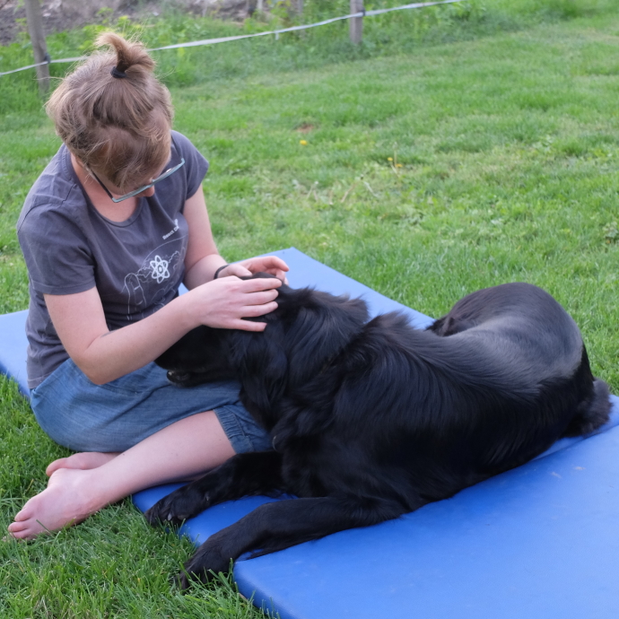 black hovawart dog during gasa massage